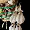 bulbophyllum polliculosum for sale
