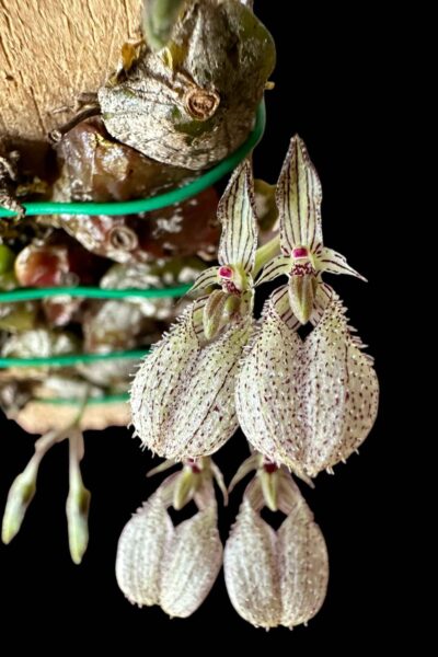 bulbophyllum polliculosum for sale