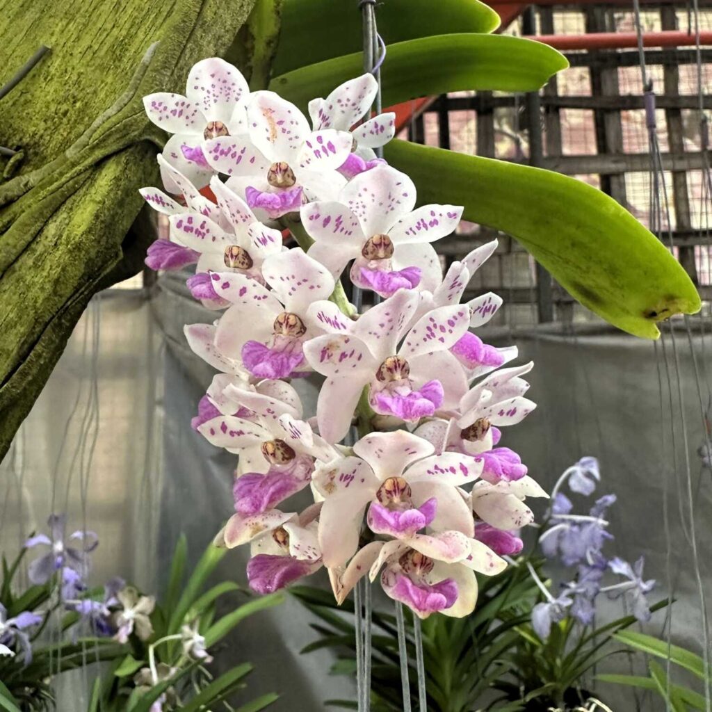 Which Orchids Bloom in Winter? Thai Species to Know orchid plant for sale