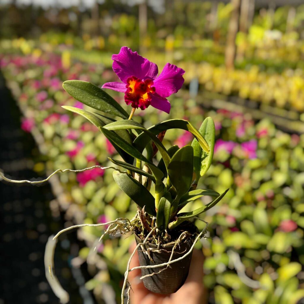 Mini vs. Standard: Which Cattleya Orchid Is Right for Your Small Space? orchid plant for sale