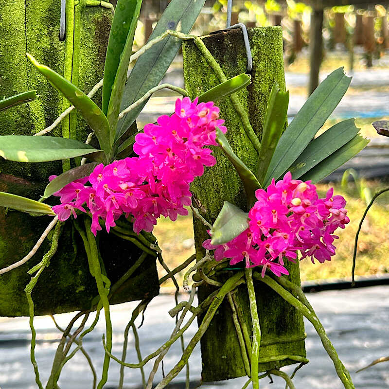 Why Every Orchid Collector Needs a Vanda ampullacea in Their Collection orchid plant for sale