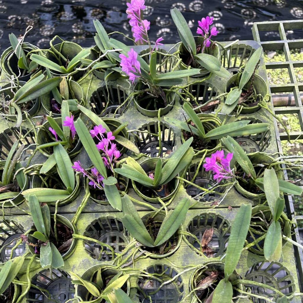 Why Every Orchid Collector Needs a Vanda ampullacea in Their Collection orchid plant for sale