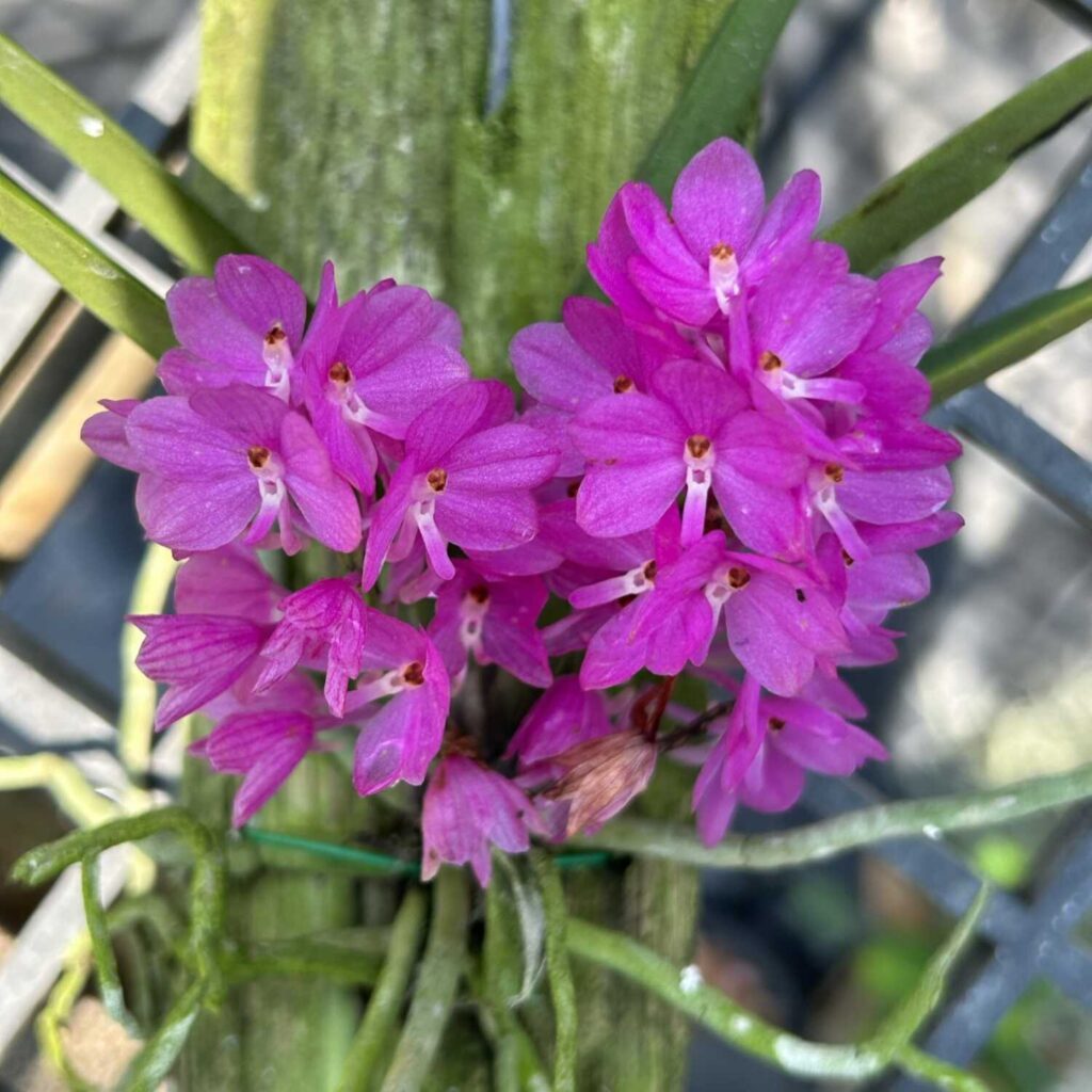 Why Every Orchid Collector Needs a Vanda ampullacea in Their Collection orchid plant for sale