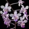 Phalaenopsis lindenii – Buy Online | Sib Orchid Phalaenopsis lindenii orchid plant for sale