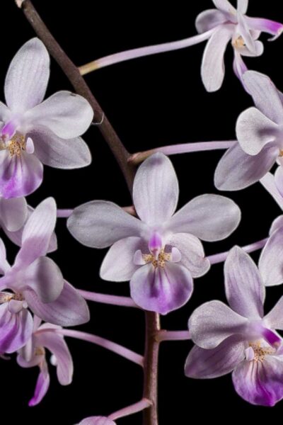 Phalaenopsis lindenii