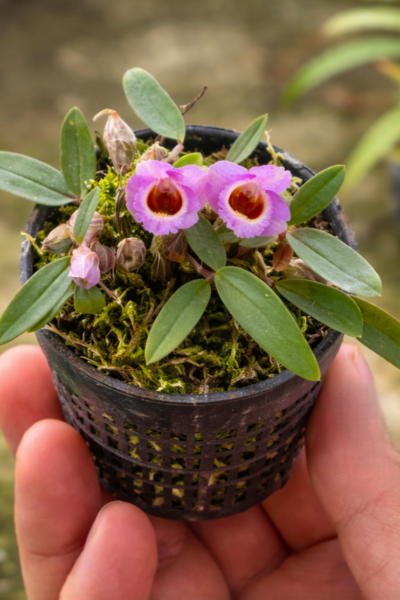 Dendrobium fuscifaucium
