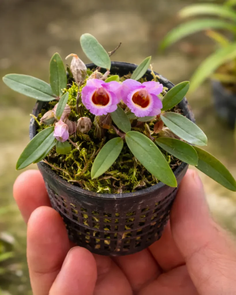 Home orchid plant for sale