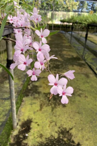 Dendrobium fytchianum Pink