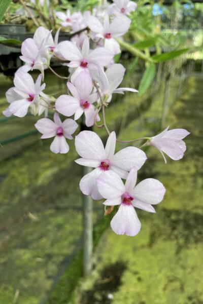 Dendrobium fytchianum Pink