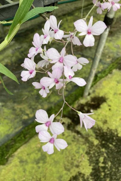Dendrobium fytchianum Pink