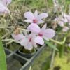 Dendrobium fytchianum Pink (Rare Color) orchid plant for sale