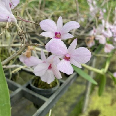 Dendrobium fytchianum Pink (Rare Color)
