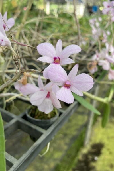 Dendrobium fytchianum Pink (Rare Color)