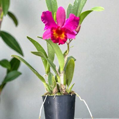 Cattleya Slc. Love Castle ‘Happiness’ near blooming size orchid in 2 inch pot
