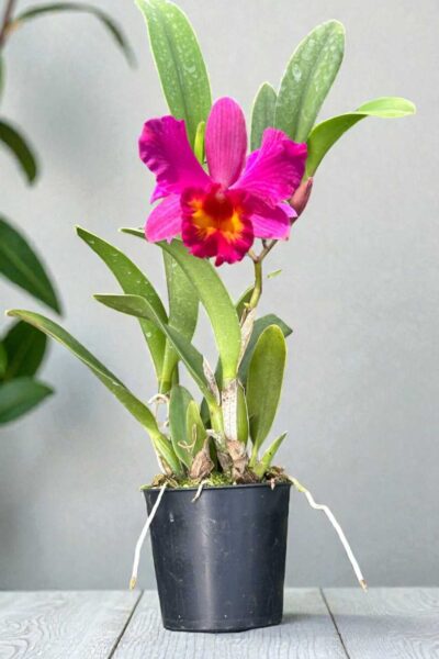 Cattleya Slc. Love Castle ‘Happiness’ near blooming size orchid in 2 inch pot