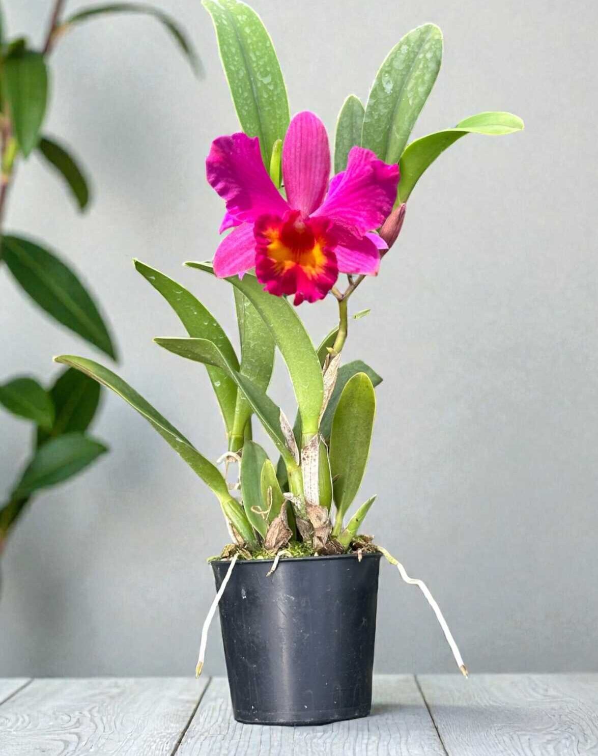 Cattleya Pink-Red Hybrid – Buy Online | Sib Orchid Cattleya Slc. Love Castle ‘Happiness’ near blooming size orchid in 2 inch pot