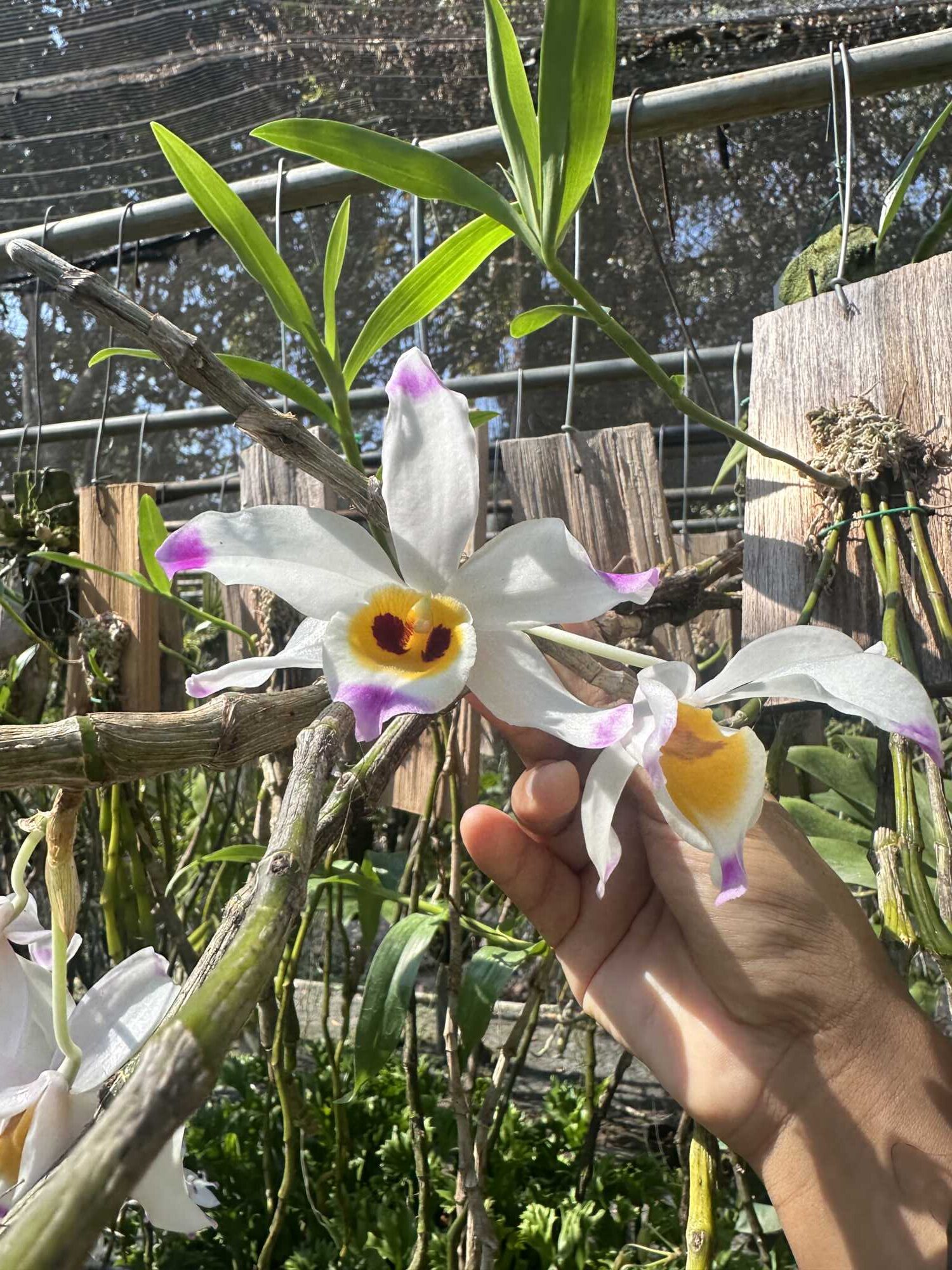 Dendrobium wardianum care