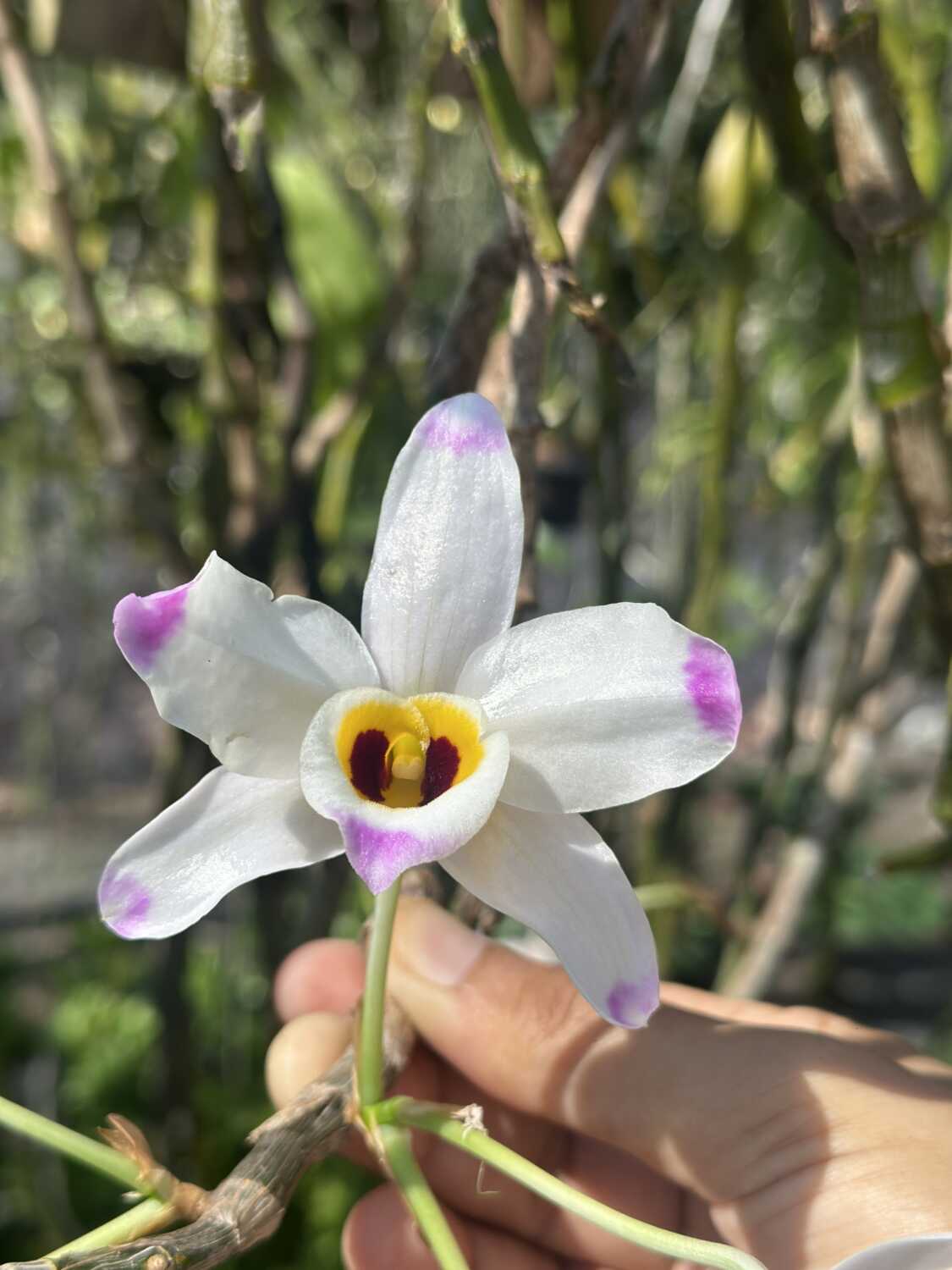 Dendrobium wardianum care