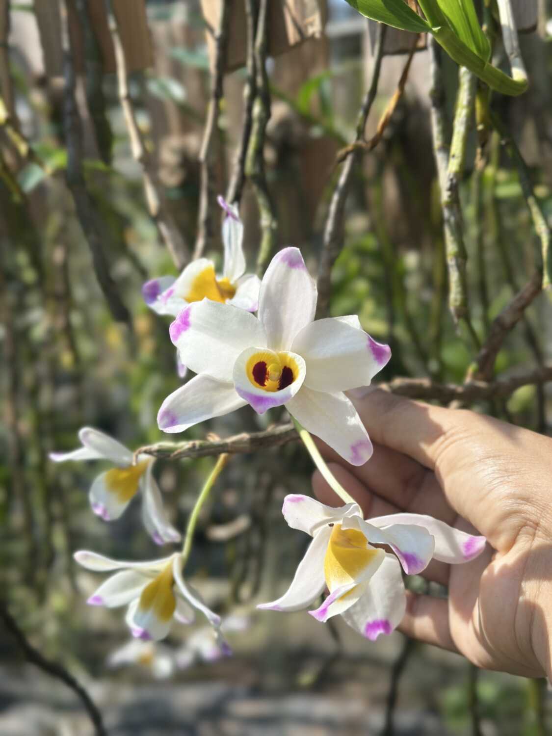 Dendrobium wardianum care