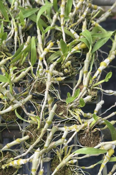 Dendrobium pendulum for sale