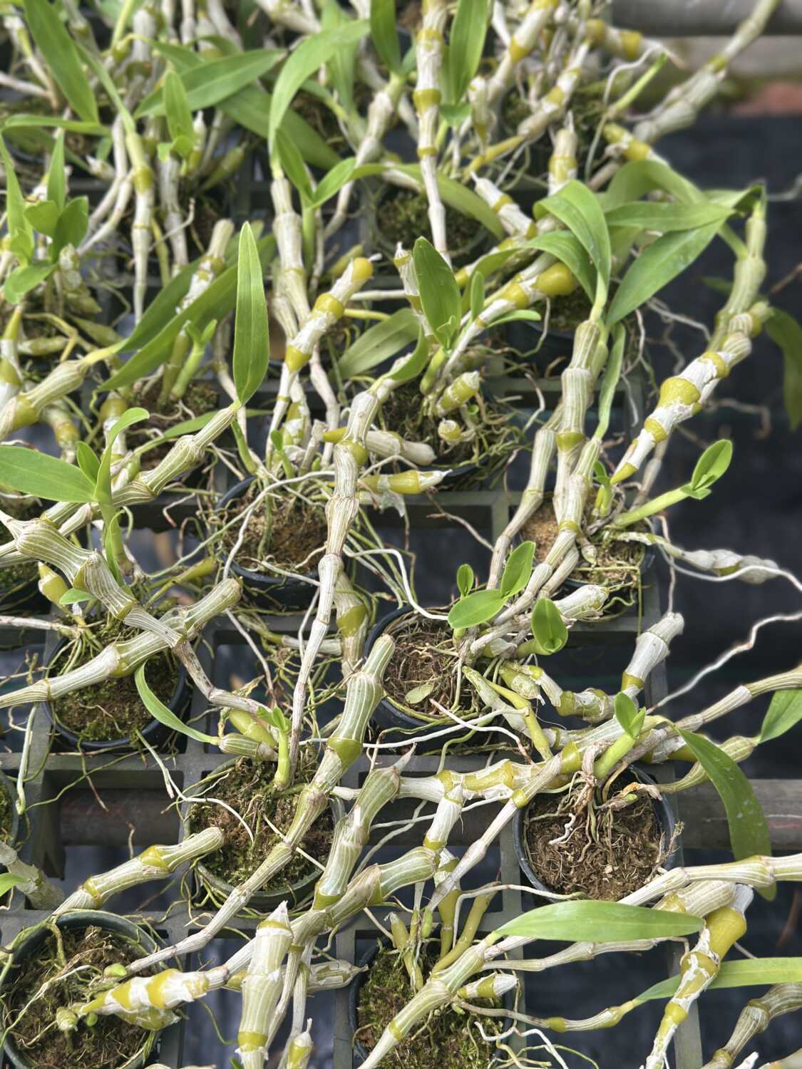 Dendrobium pendulum – Buy Online | Sib Orchid Dendrobium pendulum for sale