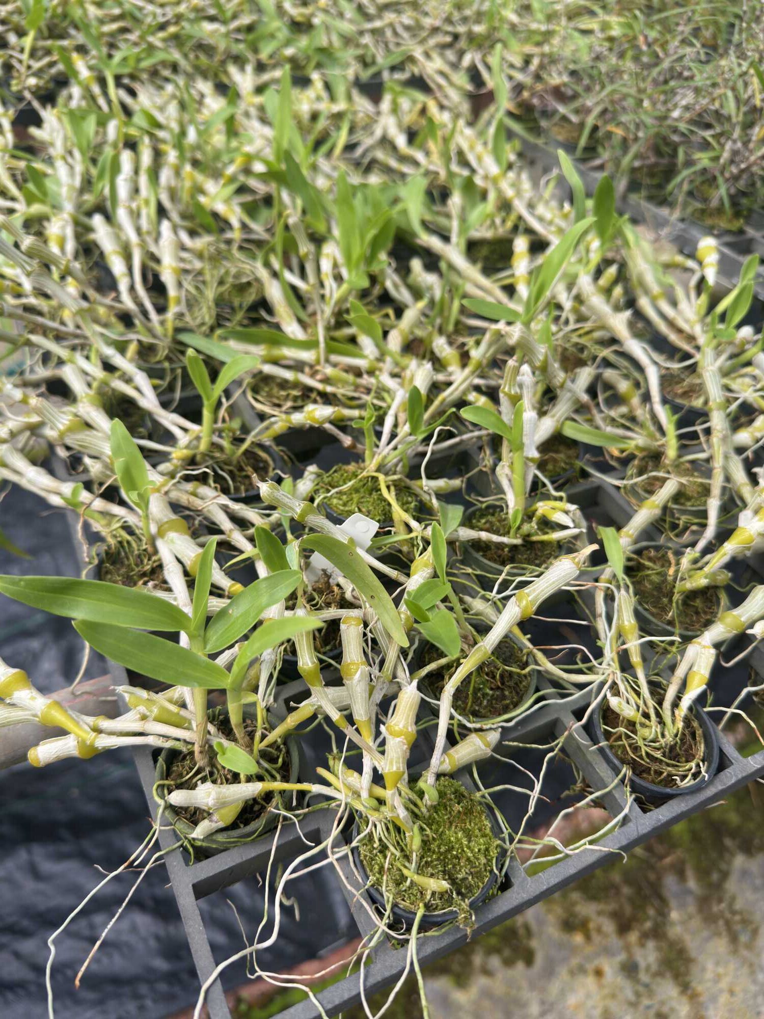 Dendrobium pendulum – Buy Online | Sib Orchid Dendrobium pendulum - Image 5