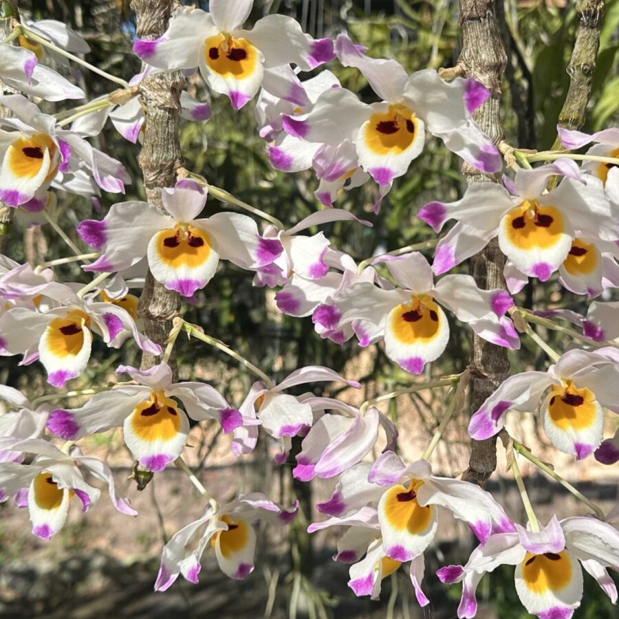 Dendrobium wardianum care