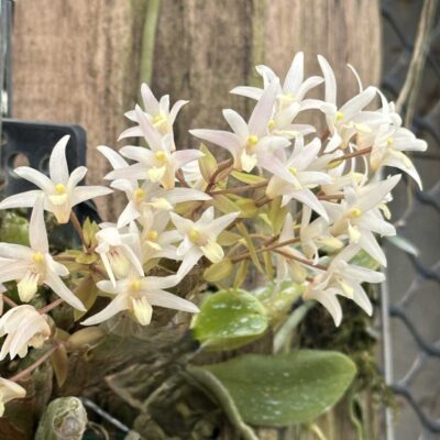 eria-obesa-fat-eria-orchid