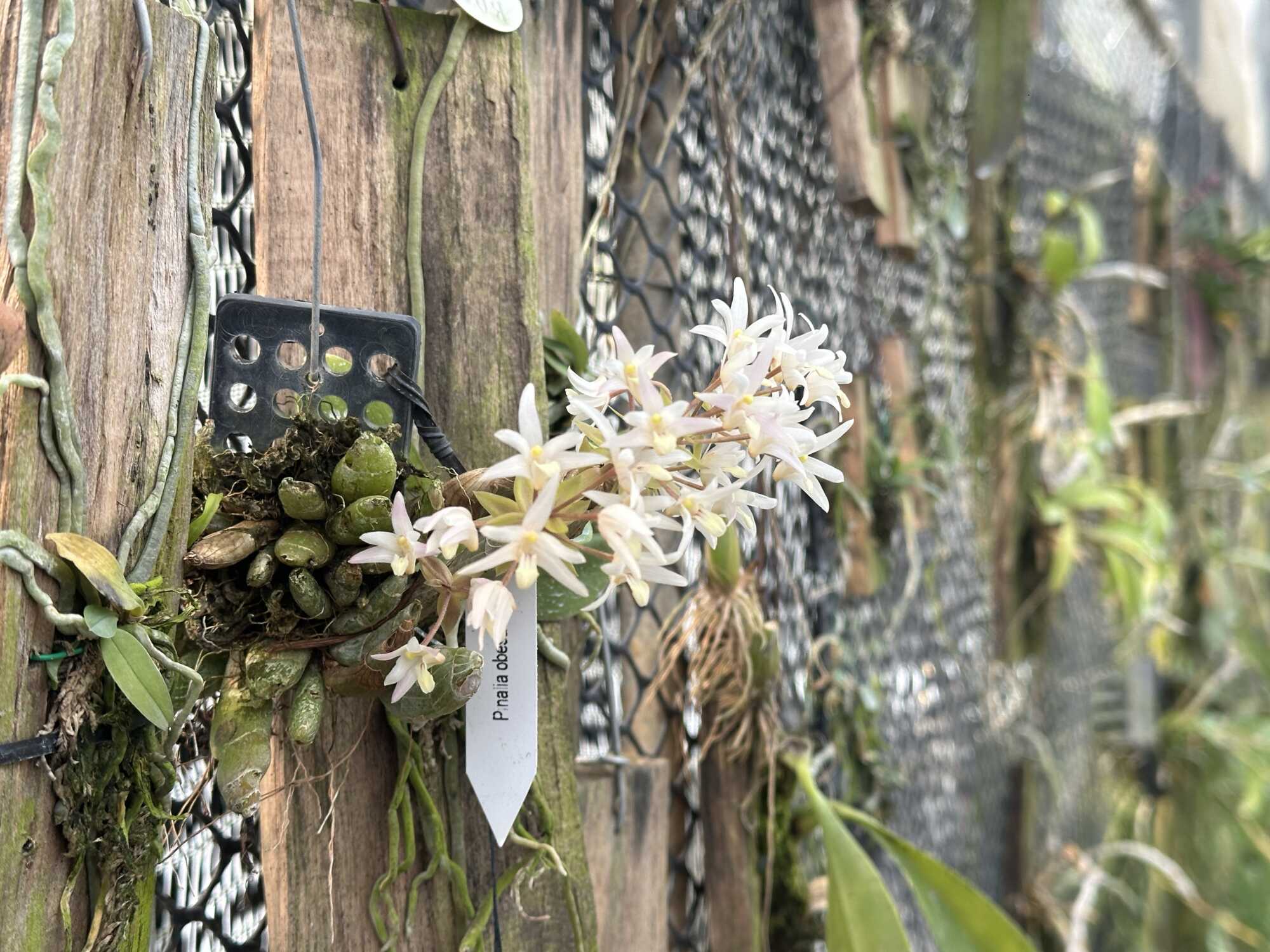 Discovering Eria obesa: The "Fat Eria" of Southeast Asia orchid plant for sale