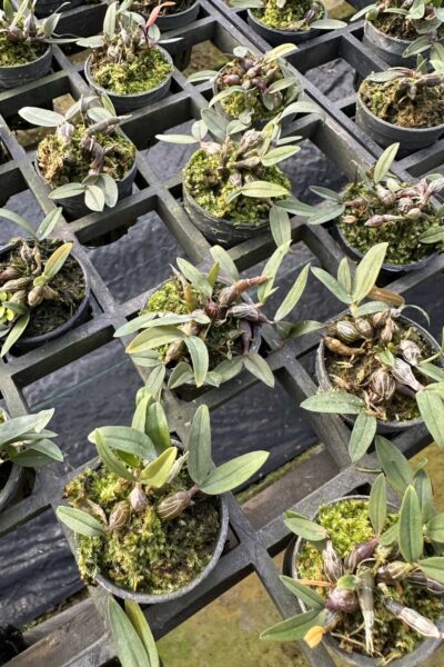 Dendrobium fuscifaucium