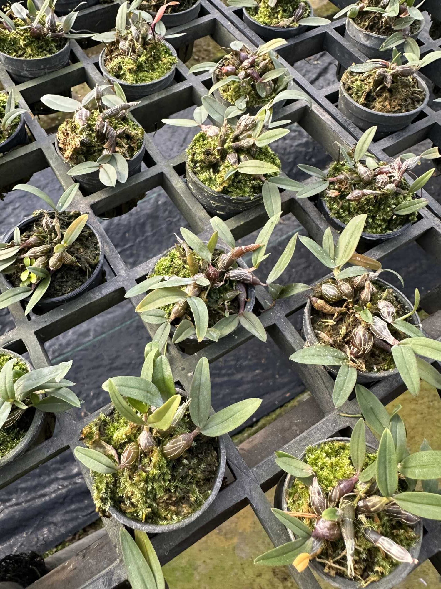 Dendrobium fuscifaucium 10 Plants – Buy Online | Sib Orchid Dendrobium fuscifaucium