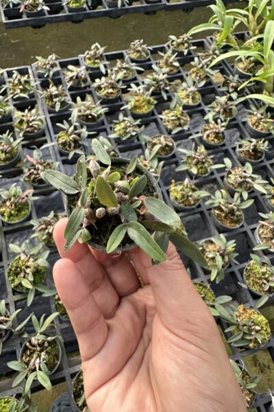 Dendrobium fuscifaucium