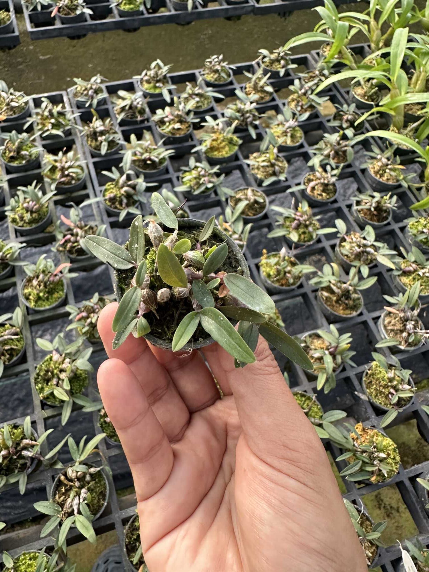 Dendrobium fuscifaucium 10 Plants – Buy Online | Sib Orchid Dendrobium fuscifaucium