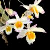 Dendrobium pendulum – Buy Online | Sib Orchid Dendrobium pendulum for sale