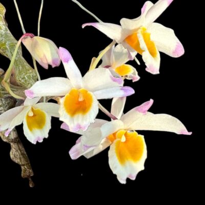 Dendrobium pendulum