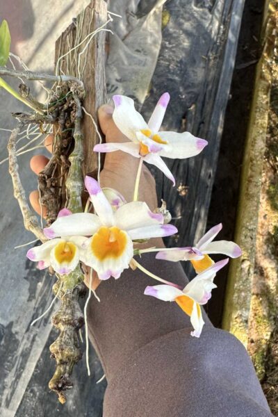 Dendrobium pendulum for sale