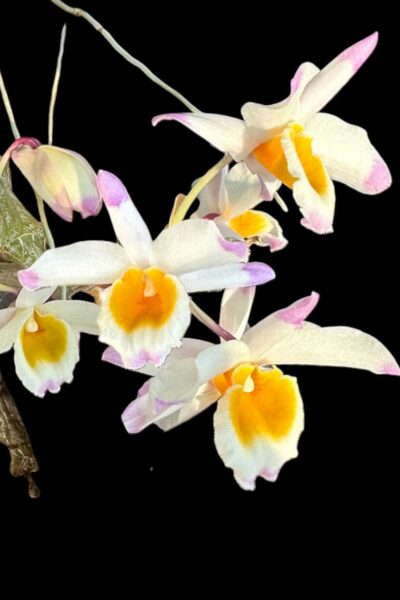 Dendrobium pendulum for sale