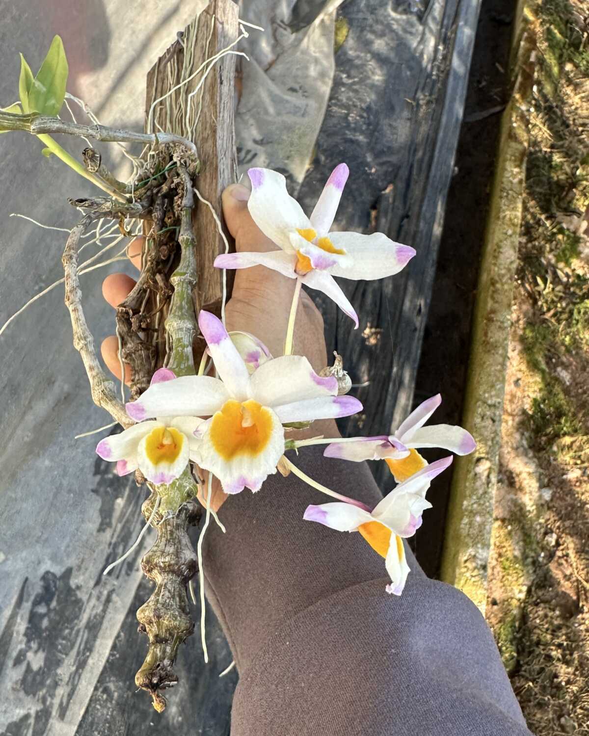 Dendrobium pendulum – Buy Online | Sib Orchid Dendrobium pendulum for sale