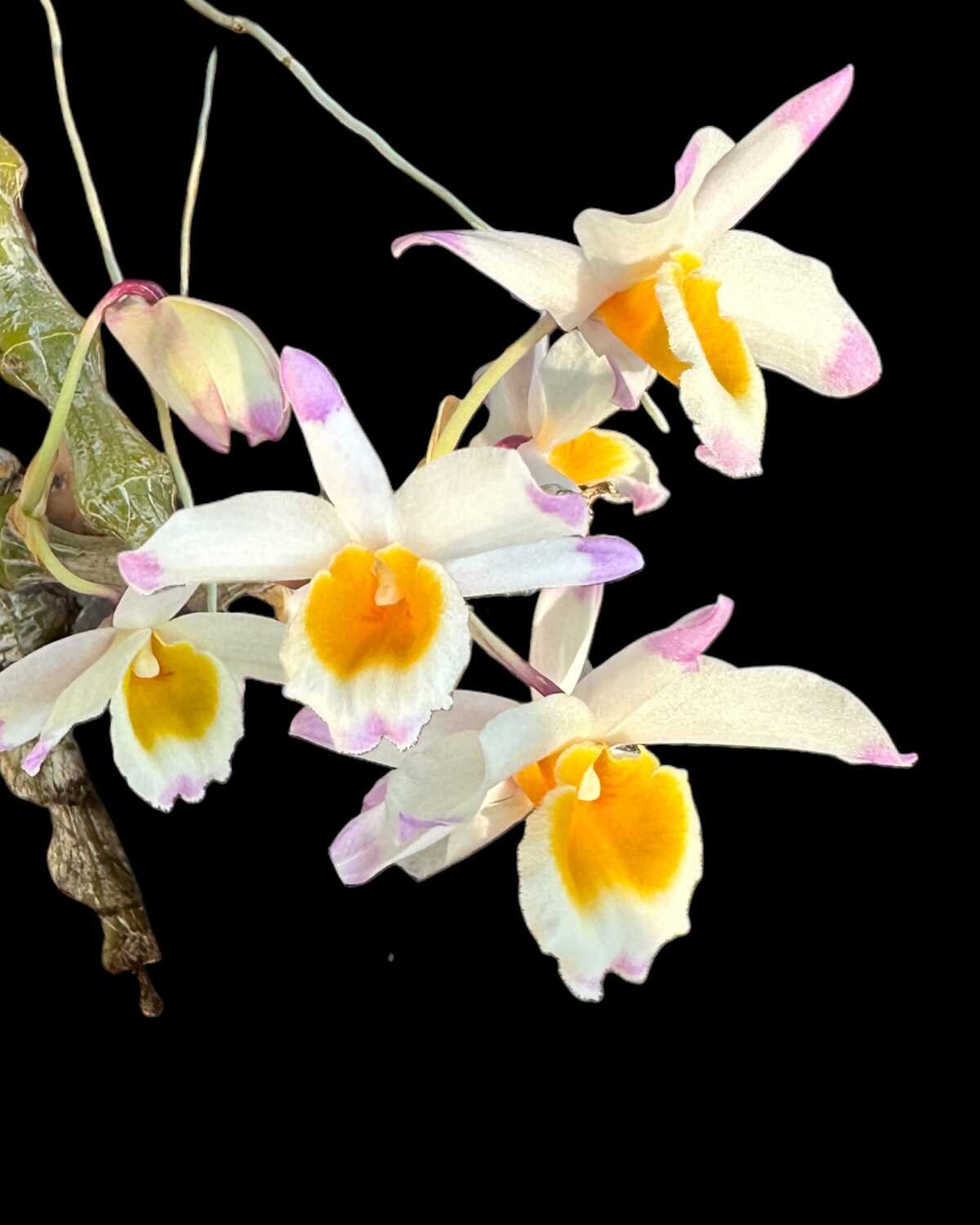 Dendrobium pendulum – Buy Online | Sib Orchid Dendrobium pendulum for sale