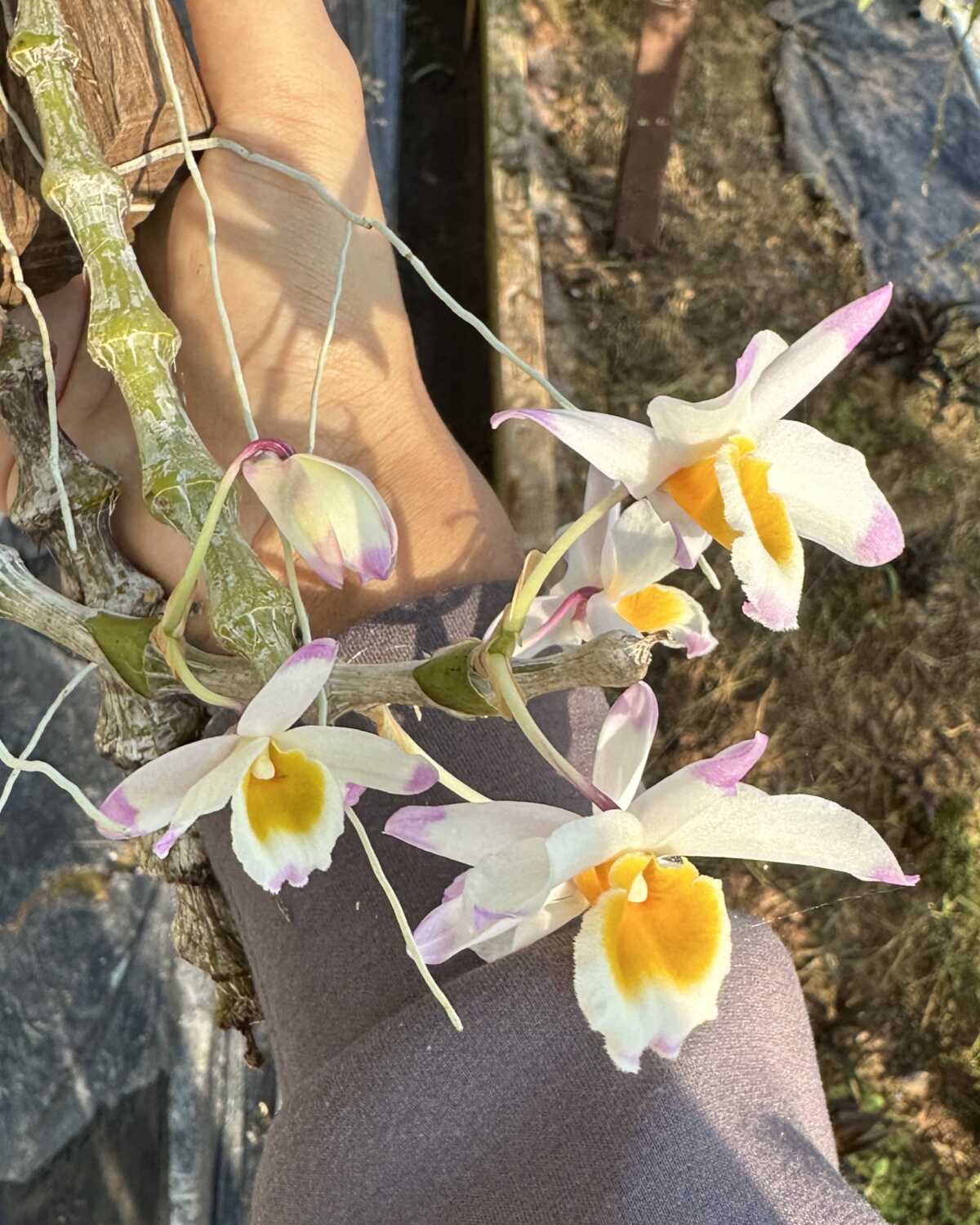 Dendrobium pendulum – Buy Online | Sib Orchid Dendrobium pendulum - Image 3