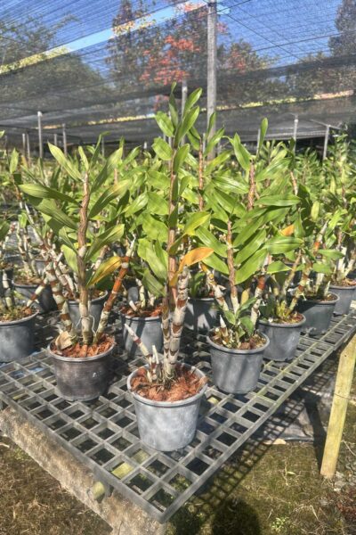 Dendrobium_gatton_sunray