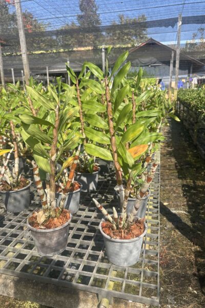 Dendrobium_gatton_sunray