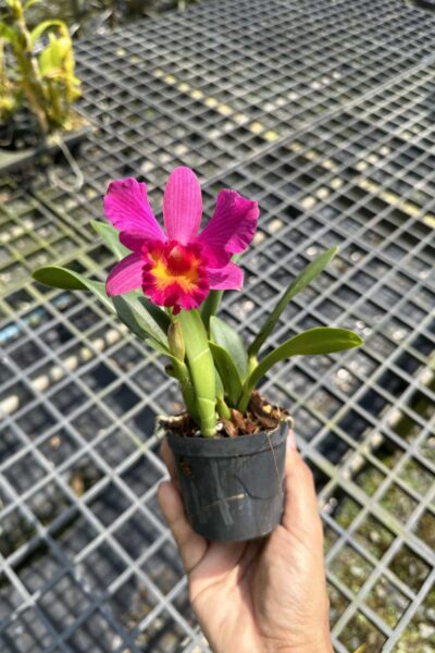Cattleya Pink-Red Hybrid