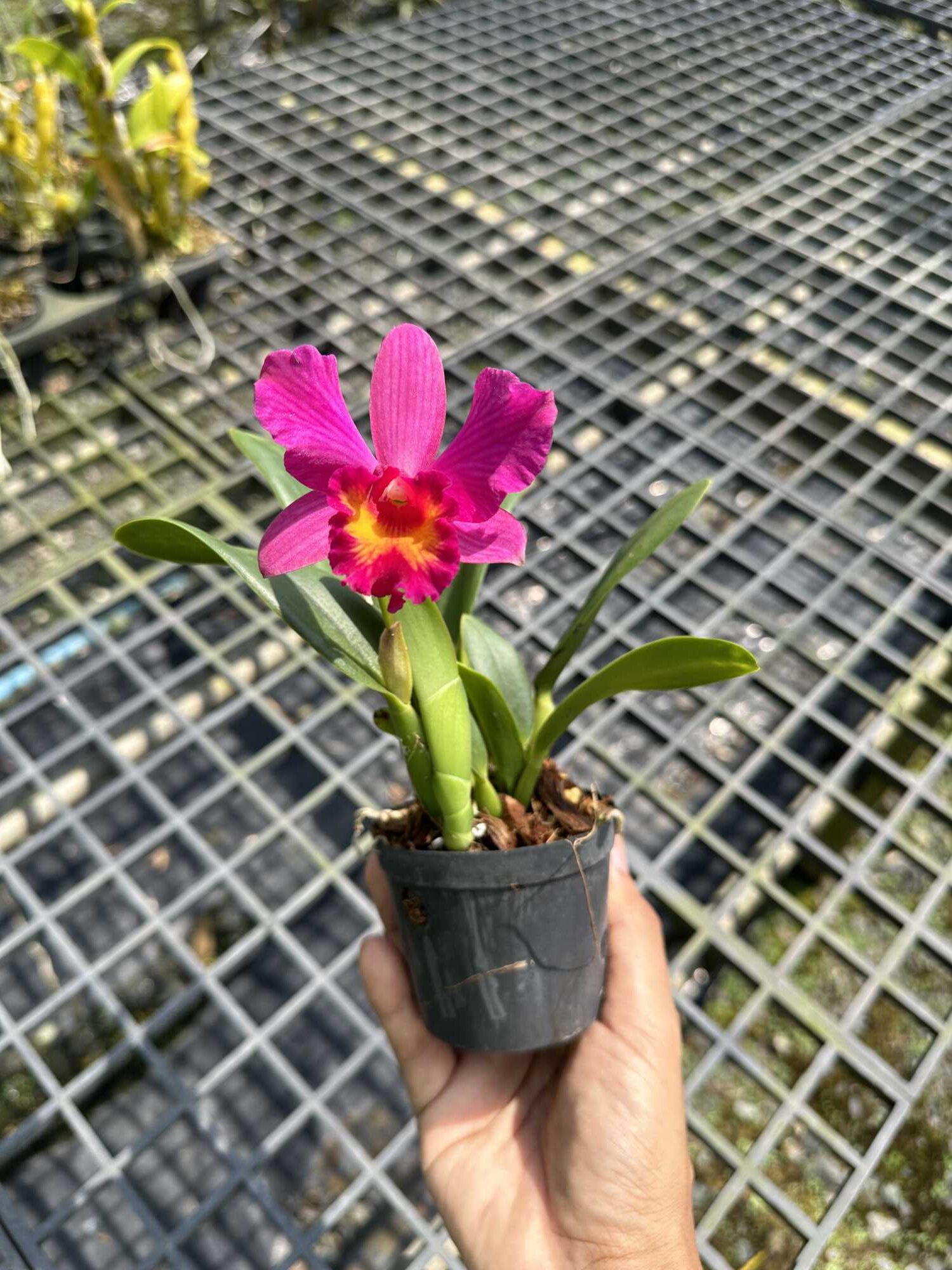Cattleya Pink-Red Hybrid – Buy Online | Sib Orchid Cattleya Pink-Red Hybrid
