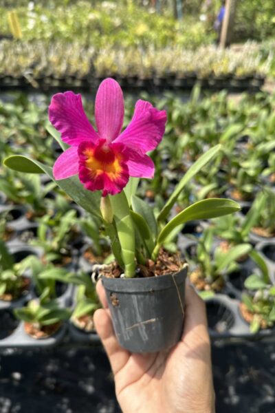 Cattleya Pink-Red Hybrid