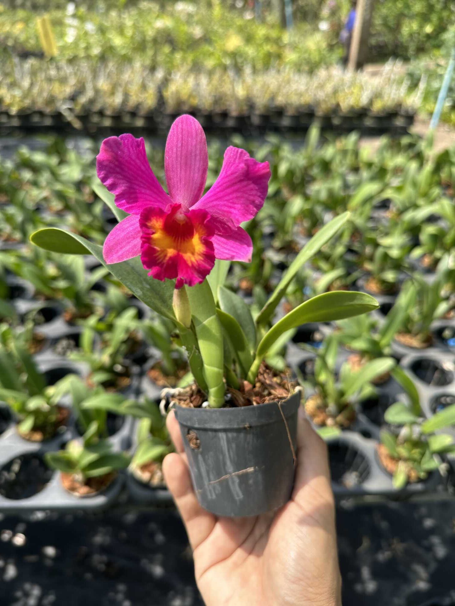Cattleya Pink-Red Hybrid – Buy Online | Sib Orchid Cattleya Pink-Red Hybrid
