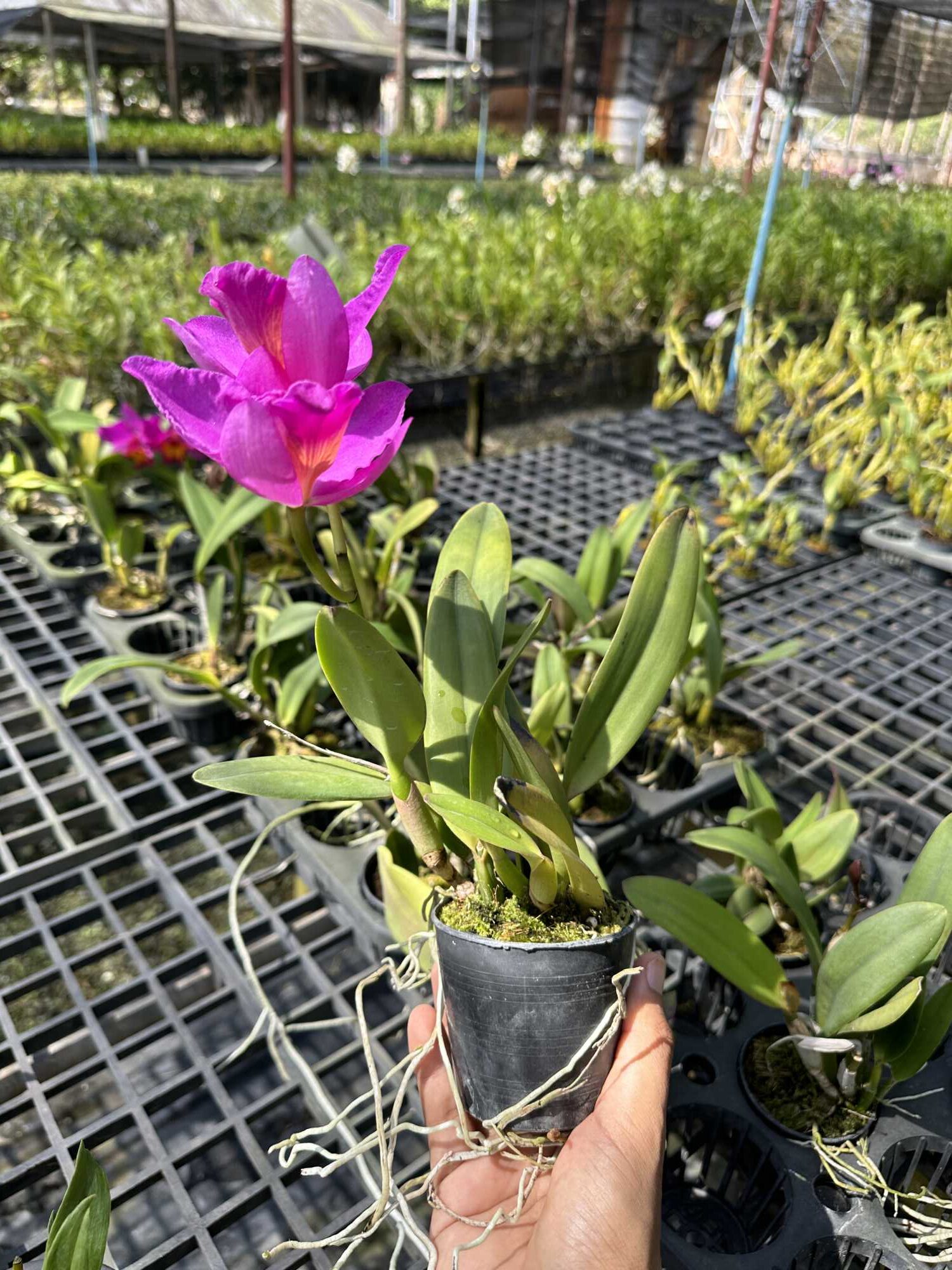 Cattleya Pink-Red Hybrid – Buy Online | Sib Orchid Cattleya Pink-Red Hybrid