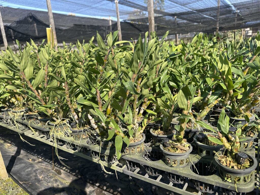 About Us orchid plant for sale