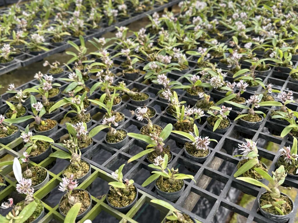 About Us orchid plant for sale