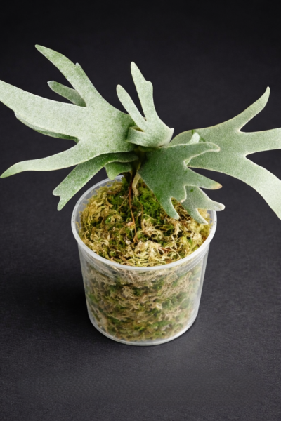 Platycerium Jade Girl